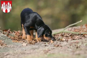 Mehr über den Artikel erfahren Dobermann Züchter und Welpen in Höxter