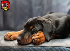 Mehr über den Artikel erfahren Dobermann Züchter und Welpen in Hof (Saale)