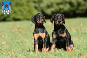 Mehr über den Artikel erfahren Dobermann Züchter und Welpen in Holzminden