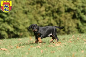 Mehr über den Artikel erfahren Dobermann Züchter und Welpen in Husum