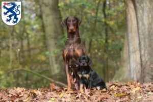 Mehr über den Artikel erfahren Dobermann Züchter und Welpen in Ingolstadt