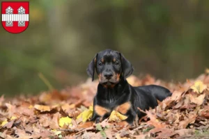 Mehr über den Artikel erfahren Dobermann Züchter und Welpen in Innsbruck