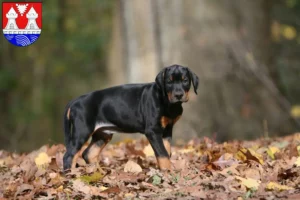 Mehr über den Artikel erfahren Dobermann Züchter und Welpen in Itzehoe