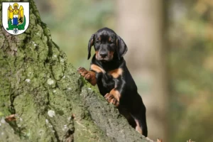 Mehr über den Artikel erfahren Dobermann Züchter und Welpen in Jena