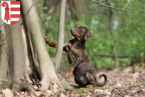 Mehr über den Artikel erfahren Dobermann Züchter und Welpen in Jura