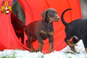 Mehr über den Artikel erfahren Dobermann Züchter und Welpen in Kärnten