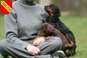 Mehr über den Artikel erfahren Dobermann Züchter und Welpen in Karlsruhe