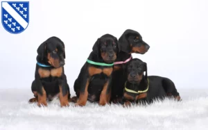 Mehr über den Artikel erfahren Dobermann Züchter und Welpen in Kassel