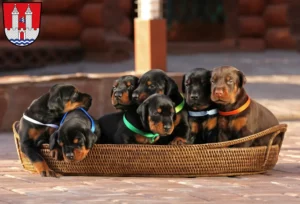 Mehr über den Artikel erfahren Dobermann Züchter und Welpen in Kelheim
