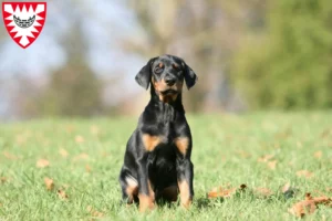 Mehr über den Artikel erfahren Dobermann Züchter und Welpen in Kiel