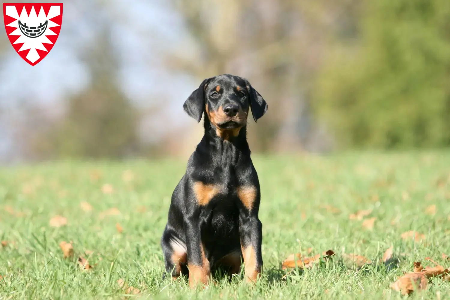 Dobermann Welpen und Züchter Kiel Hier findest Du Dobermänner Züchter in Kiel.