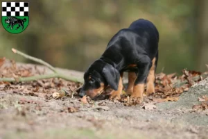 Mehr über den Artikel erfahren Dobermann Züchter und Welpen in Kirchheimbolanden