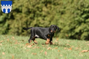 Mehr über den Artikel erfahren Dobermann Züchter und Welpen in Kitzingen