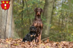 Mehr über den Artikel erfahren Dobermann Züchter und Welpen in Kleve