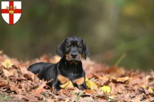 Mehr über den Artikel erfahren Dobermann Züchter und Welpen in Koblenz