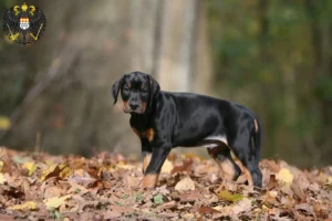 Mehr über den Artikel erfahren Dobermann Züchter und Welpen in Köln