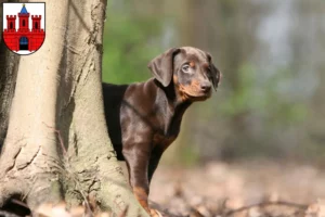 Mehr über den Artikel erfahren Dobermann Züchter und Welpen in Köthen (Anhalt)