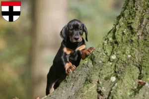 Mehr über den Artikel erfahren Dobermann Züchter und Welpen in Konstanz