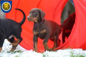 Mehr über den Artikel erfahren Dobermann Züchter und Welpen in Künzelsau