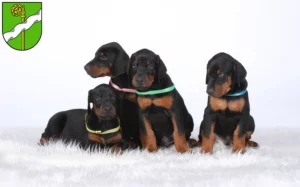 Mehr über den Artikel erfahren Dobermann Züchter und Welpen in Kusel