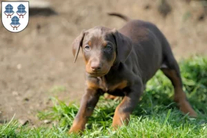 Mehr über den Artikel erfahren Dobermann Züchter und Welpen in Landshut