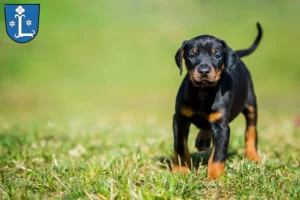 Mehr über den Artikel erfahren Dobermann Züchter und Welpen in Leer (Ostfriesland)