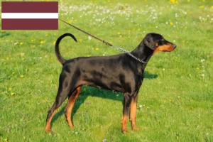 Mehr über den Artikel erfahren Dobermann Züchter und Welpen in Lettland