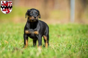 Mehr über den Artikel erfahren Dobermann Züchter und Welpen in Leverkusen