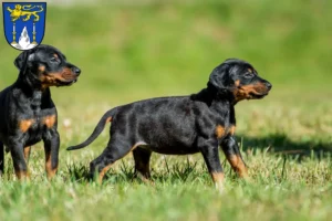 Mehr über den Artikel erfahren Dobermann Züchter und Welpen in Lichtenfels (Oberfranken)