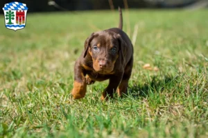 Mehr über den Artikel erfahren Dobermann Züchter und Welpen in Lindau