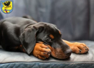 Mehr über den Artikel erfahren Dobermann Züchter und Welpen in Ludwigsburg