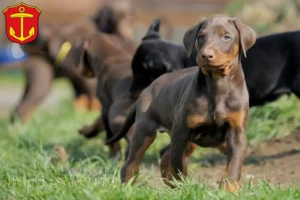 Mehr über den Artikel erfahren Dobermann Züchter und Welpen in Ludwigshafen am Rhein