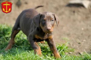Mehr über den Artikel erfahren Dobermann Züchter und Welpen in Ludwigshafen
