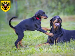 Mehr über den Artikel erfahren Dobermann Züchter und Welpen in Lübeck
