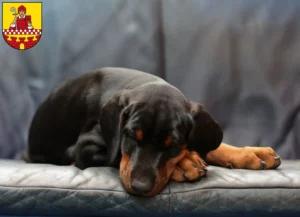 Mehr über den Artikel erfahren Dobermann Züchter und Welpen in Lüdenscheid