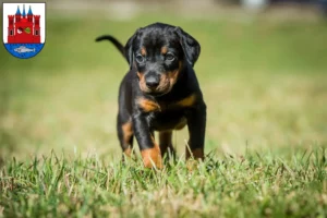 Mehr über den Artikel erfahren Dobermann Züchter und Welpen in Lutherstadt Wittenberg