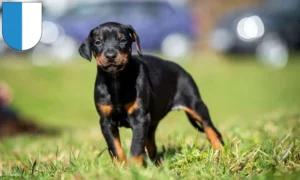 Mehr über den Artikel erfahren Dobermann Züchter und Welpen in Luzern