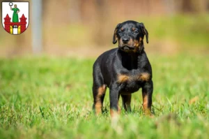 Mehr über den Artikel erfahren Dobermann Züchter und Welpen in Magdeburg