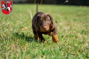 Mehr über den Artikel erfahren Dobermann Züchter und Welpen in Marburg