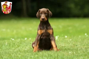 Mehr über den Artikel erfahren Dobermann Züchter und Welpen in Marktoberdorf