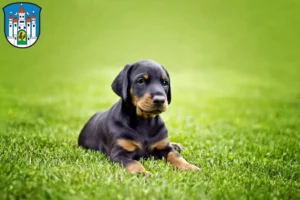 Mehr über den Artikel erfahren Dobermann Züchter und Welpen in Meiningen