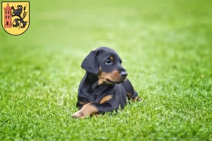 Mehr über den Artikel erfahren Dobermann Züchter und Welpen in Meißen