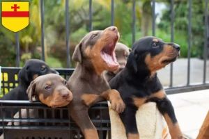 Mehr über den Artikel erfahren Dobermann Züchter und Welpen in Meppen
