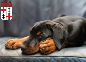 Mehr über den Artikel erfahren Dobermann Züchter und Welpen in Merzig