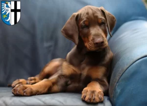 Mehr über den Artikel erfahren Dobermann Züchter und Welpen in Meschede