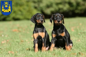 Mehr über den Artikel erfahren Dobermann Züchter und Welpen in Mettmann