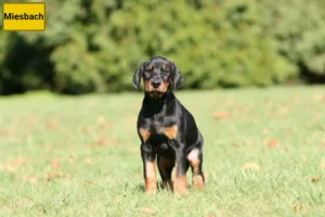 Mehr über den Artikel erfahren Dobermann Züchter und Welpen in Miesbach