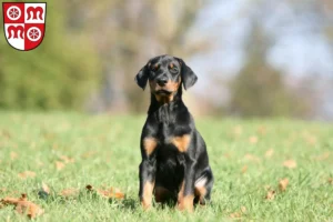 Mehr über den Artikel erfahren Dobermann Züchter und Welpen in Miltenberg