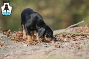 Mehr über den Artikel erfahren Dobermann Züchter und Welpen in Mindelheim