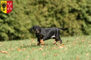 Mehr über den Artikel erfahren Dobermann Züchter und Welpen in Minden